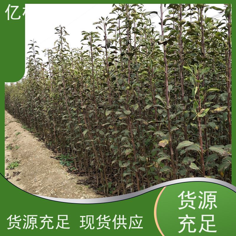 亿林苗木 油桃苗 盆栽地栽庭院桃树苗苗 根系饱满成活率高