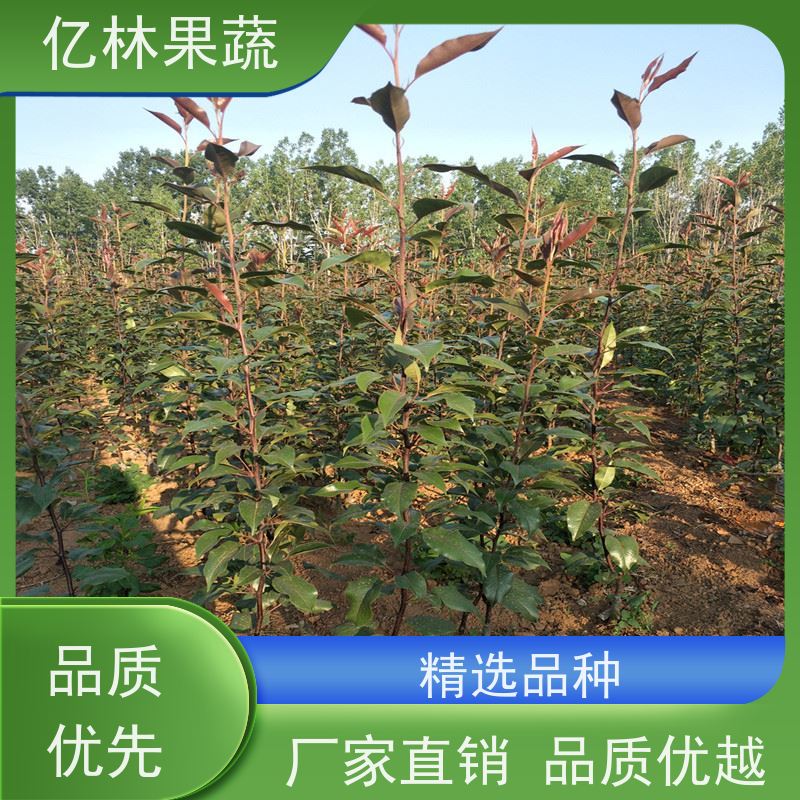 基地培育 油桃苗 新品种挑苗 香甜可口 果实饱满味道好