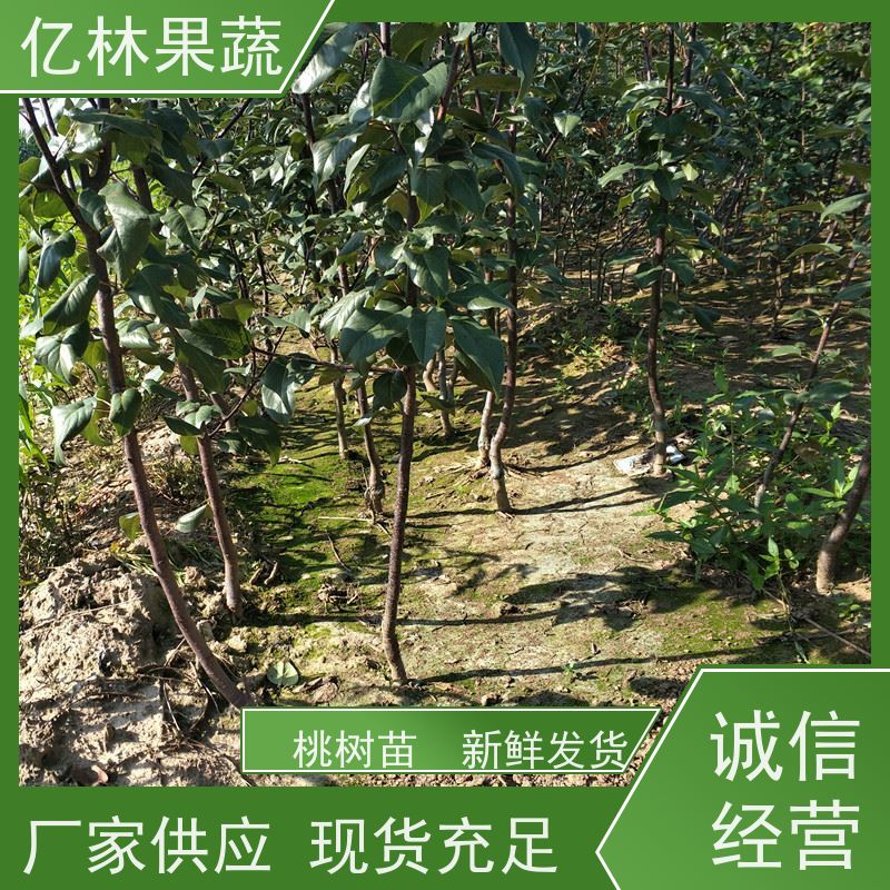 亿林苗木 冬桃苗 现挖现发新鲜 粗两公分 易栽培桃树苗