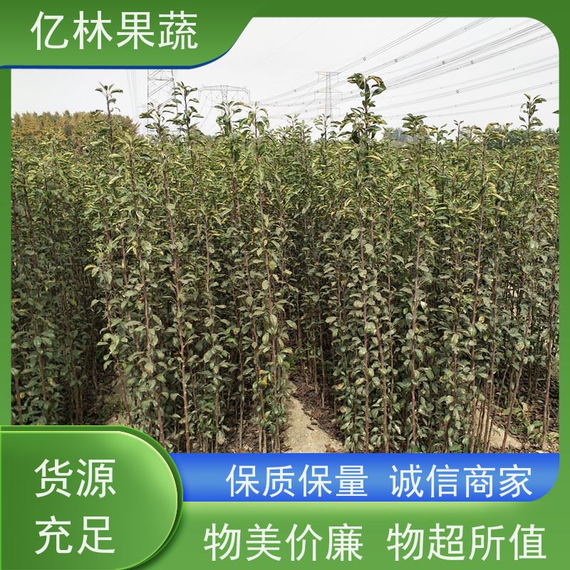 亿林苗木 丰水梨树苗 基地直发 南北方种植 香酥梨果树