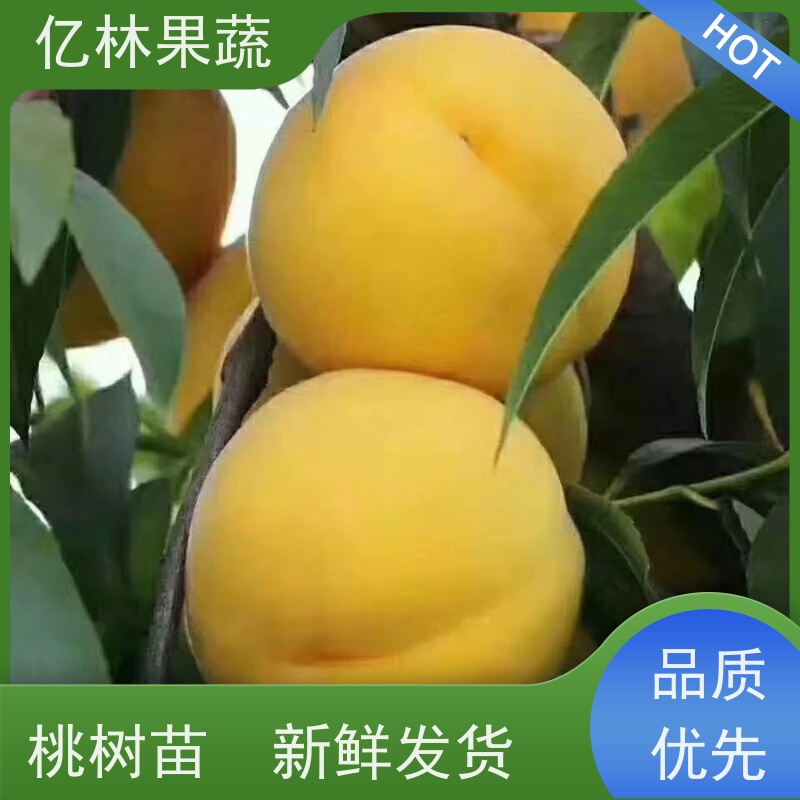 亿林苗木 园林嫁接桃苗 三公分现挖现发 品种齐全 成活率高