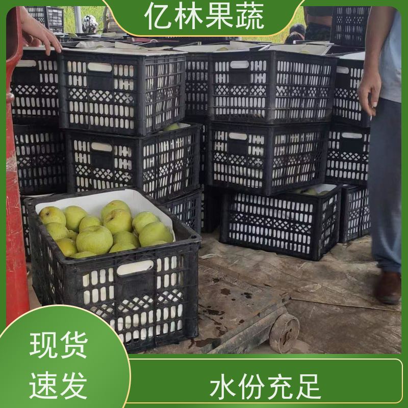 基地供应 油桃苗 园林绿化果树苗 抗寒能力强 根系饱满成活率高