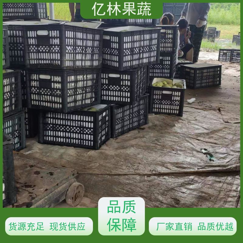 基地供应 山农酥梨树苗 成活率高 特产果树梨幼苗