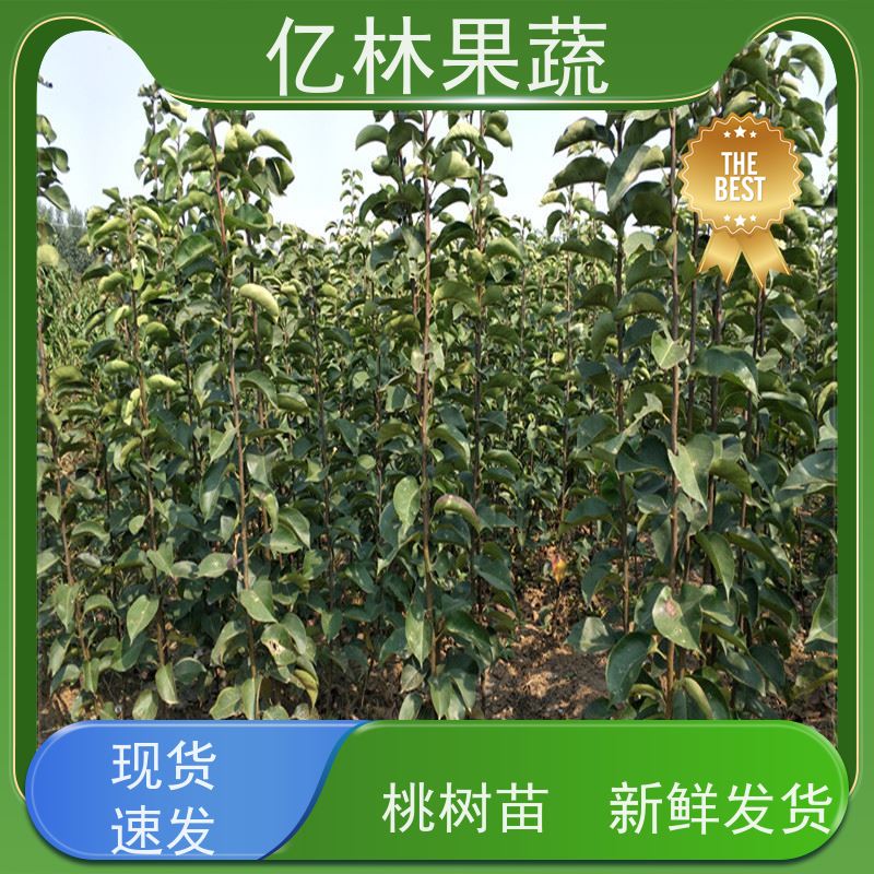 基地供应 玉露香梨树苗 果实饱满味道好 南北方种植 香酥梨果树