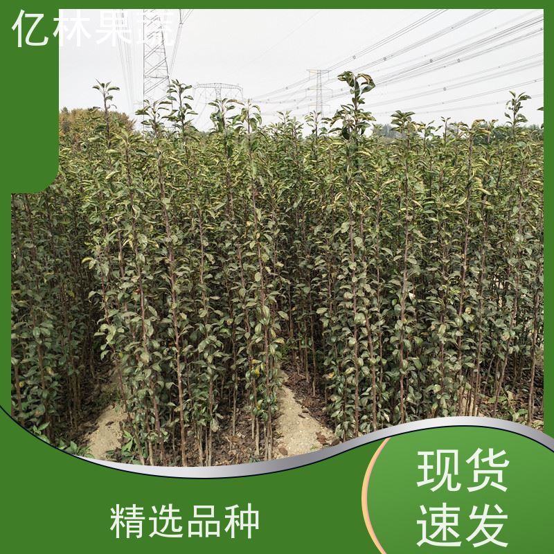 亿林苗木 黄桃苗 三公分现挖现发 品种齐全 易栽培桃树苗
