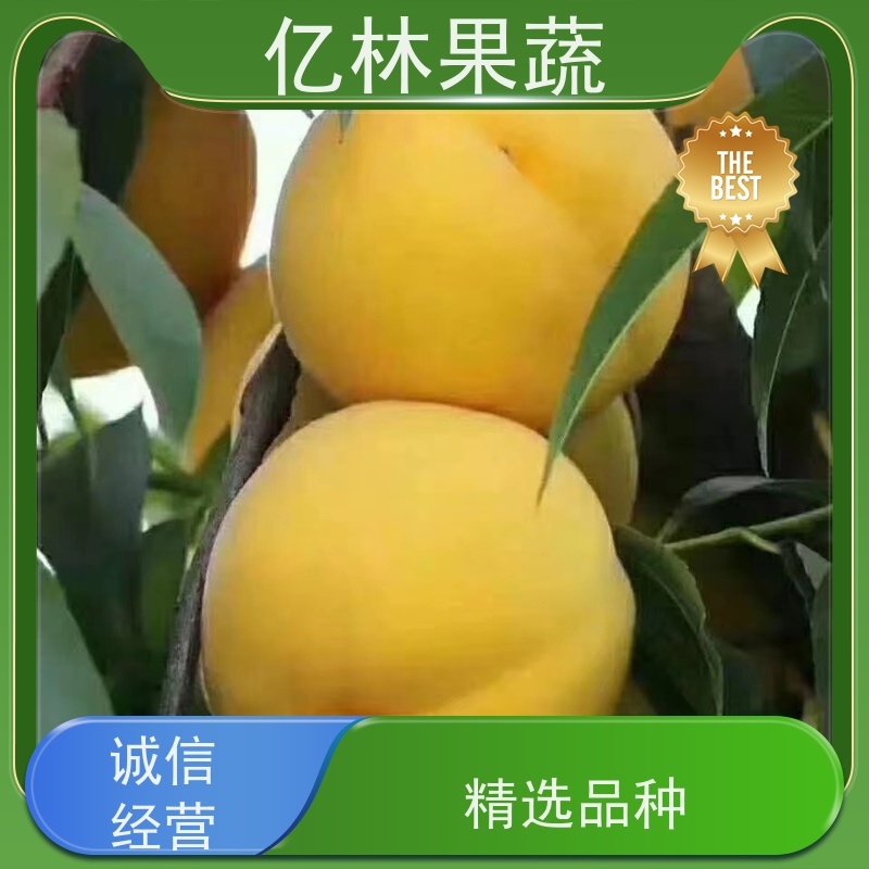 基地供应 桃树苗 现挖现发新鲜 粗两公分 成活率高