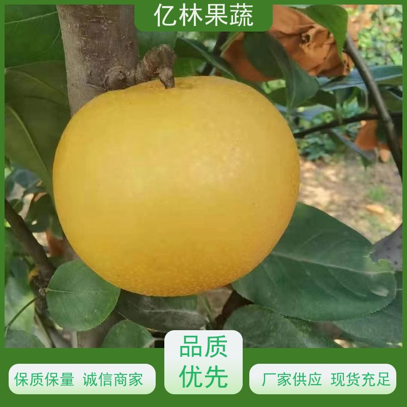 亿林苗木 晚熟桃树苗 三公分现挖现发 品种齐全 果实饱满味道好