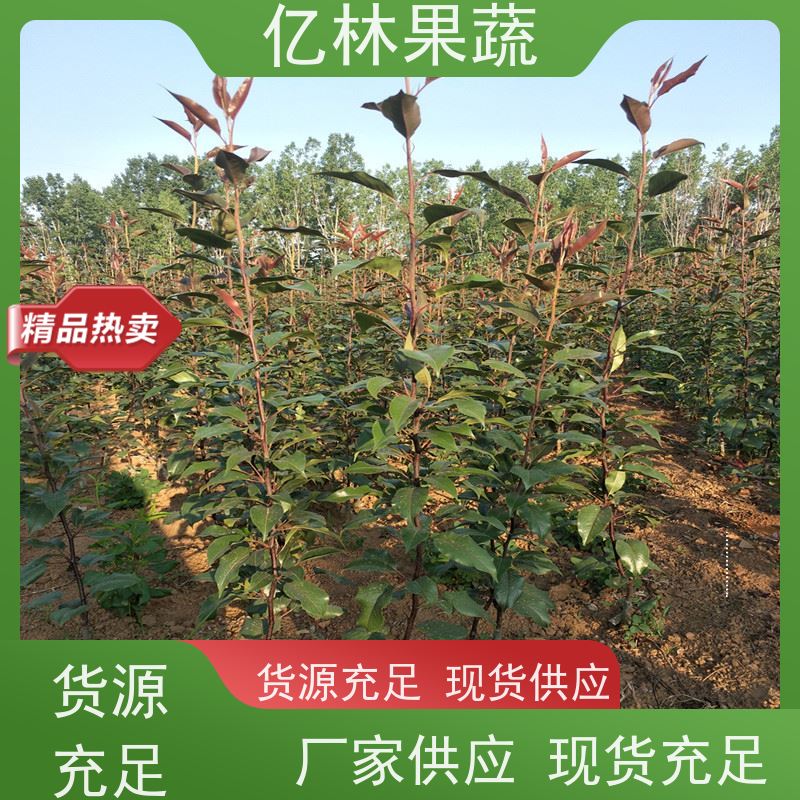 亿林苗木 冬桃苗 盆栽地栽庭院桃树苗苗 基地直发