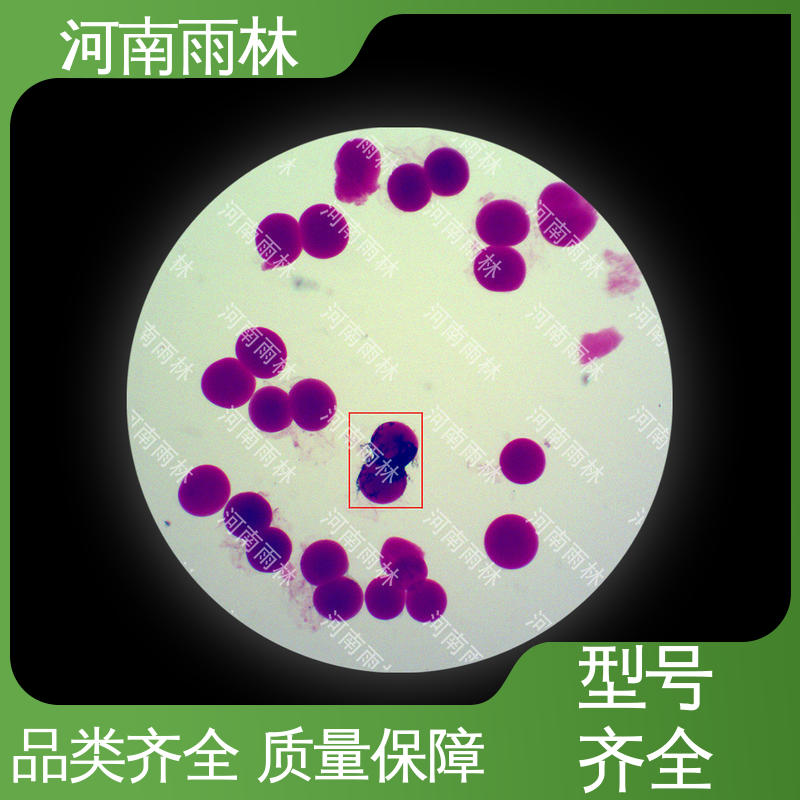 雨林教育工程 支持定做 质量保障 生物切片 性价比高