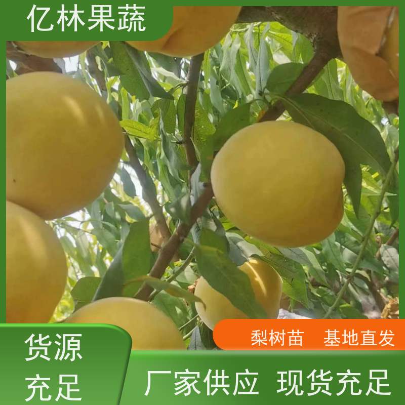 基地培育 油桃苗 三公分现挖现发 品种齐全 易栽培桃树苗