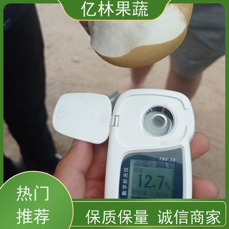 基地供应 根系饱满成活率高 嫁接技术指导 抗寒能力强 七月酥梨树苗