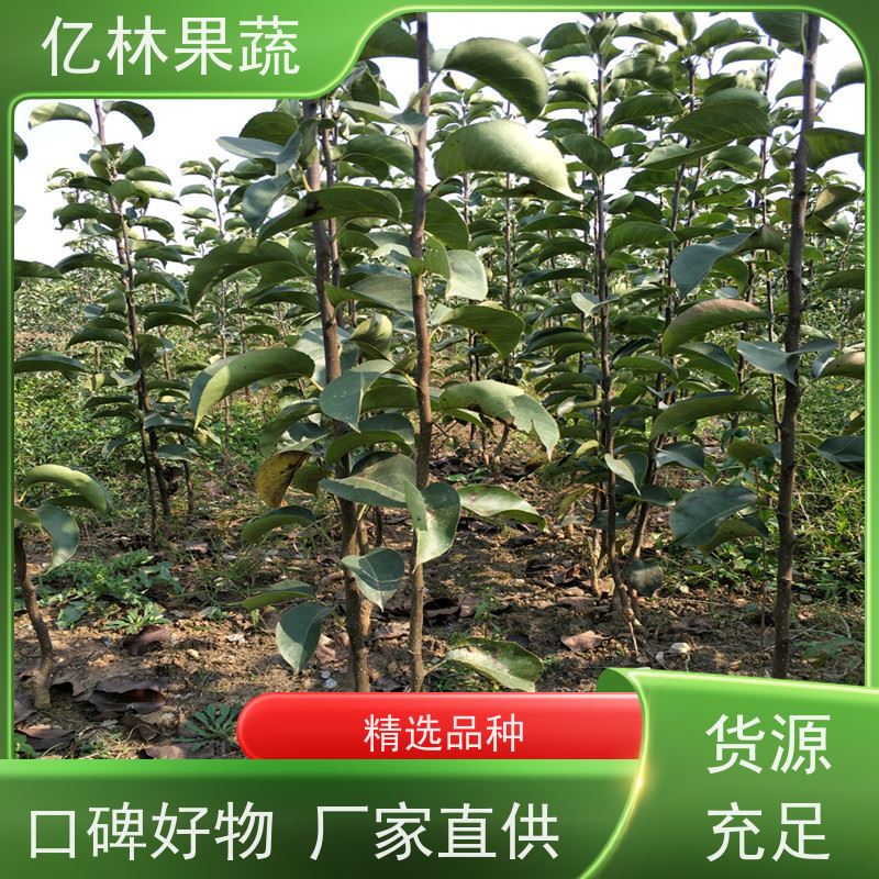 基地培育 易栽培梨树苗 特产果树梨幼苗 早酥红梨苗