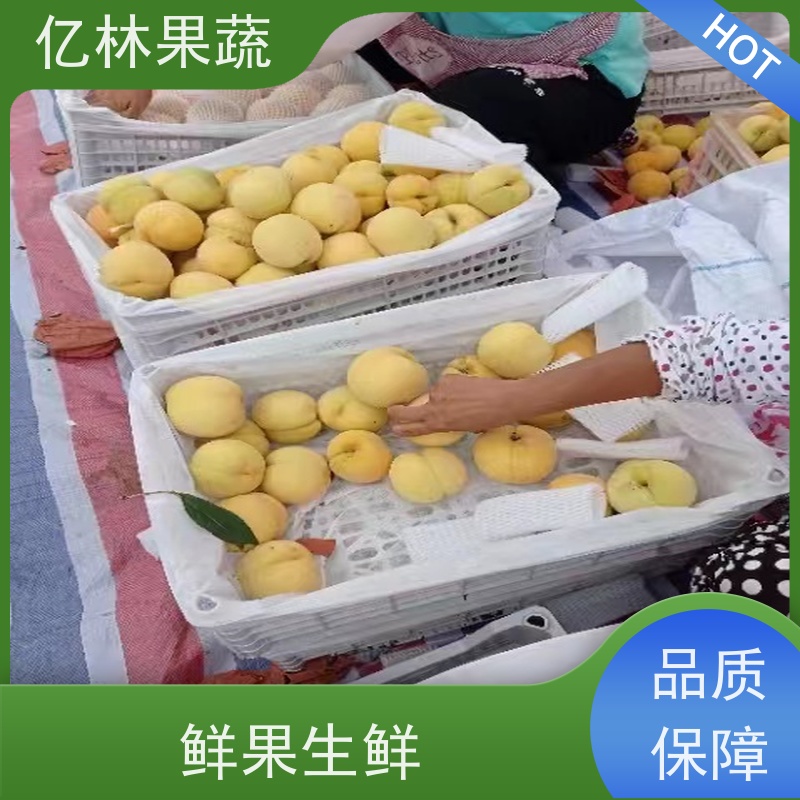 基地供应 秋彤桃 盆栽地栽庭院桃树苗苗 根系饱满成活率高