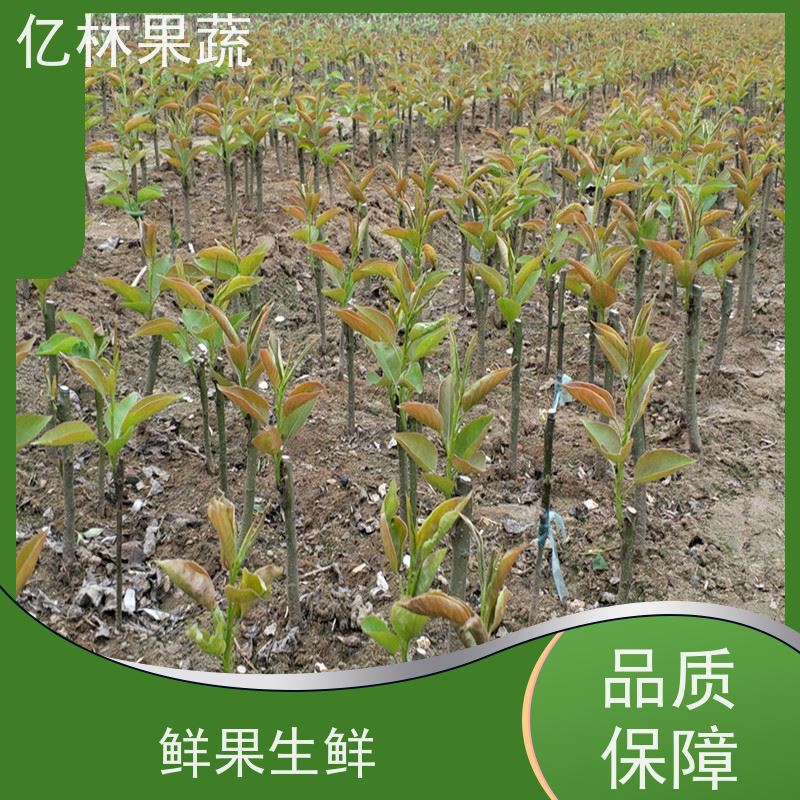基地供应 果实饱满味道好 特产果树梨幼苗 红香脆梨树苗