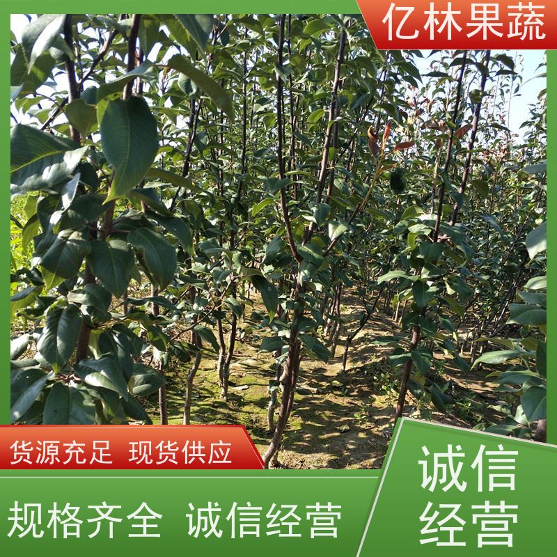 亿林苗木 玉露香梨树苗 根系饱满成活率高 黄尊蜜梨 口感香甜
