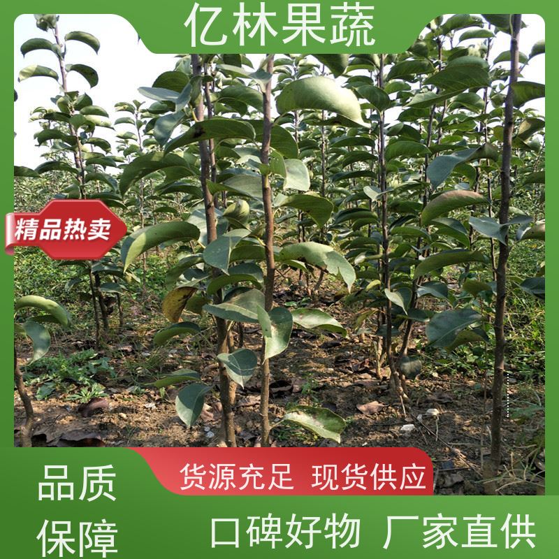 亿林苗木 秋彤桃 新品种挑苗 香甜可口 基地直发