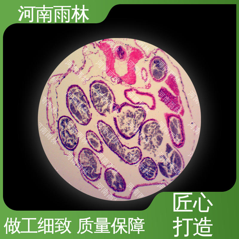 雨林教育 植物病害标本 支持定做 售后无忧 质量保障