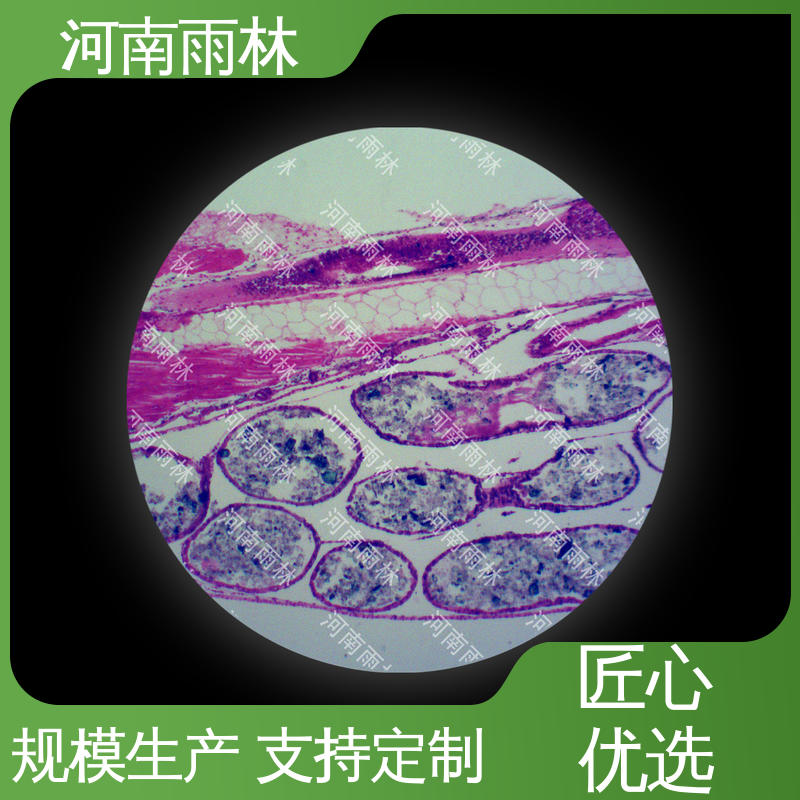 雨林教育 质量保障 厂家销售 性价比高 教学切片植物病害标本