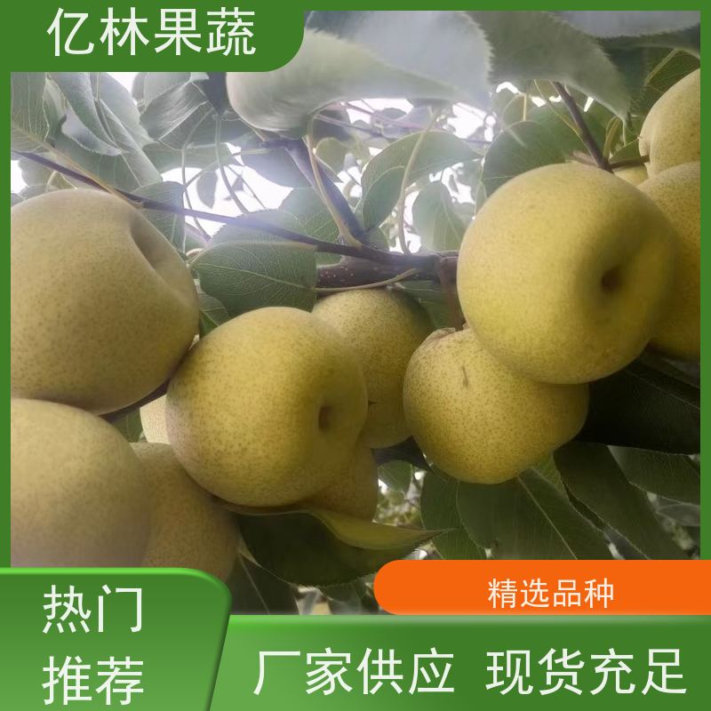 亿林苗木 晚熟桃树苗 现挖现发新鲜 粗两公分 基地直发