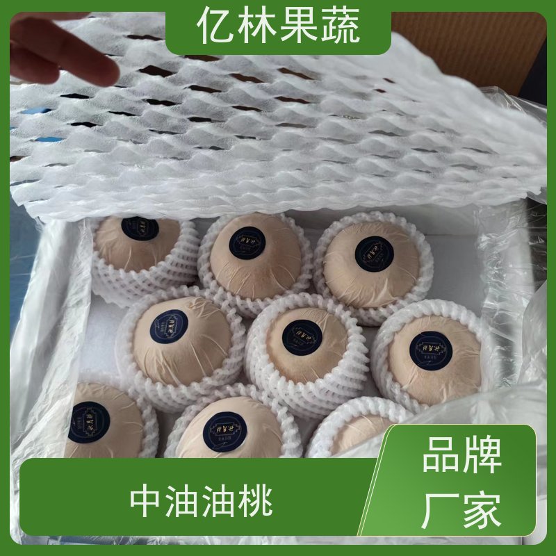 基地供应 玉露香梨树苗 果实饱满味道好 嫁接技术指导 抗寒能力强