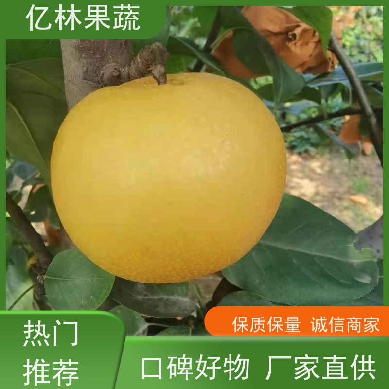 基地供应 冬桃苗 三公分现挖现发 品种齐全 易栽培桃树苗