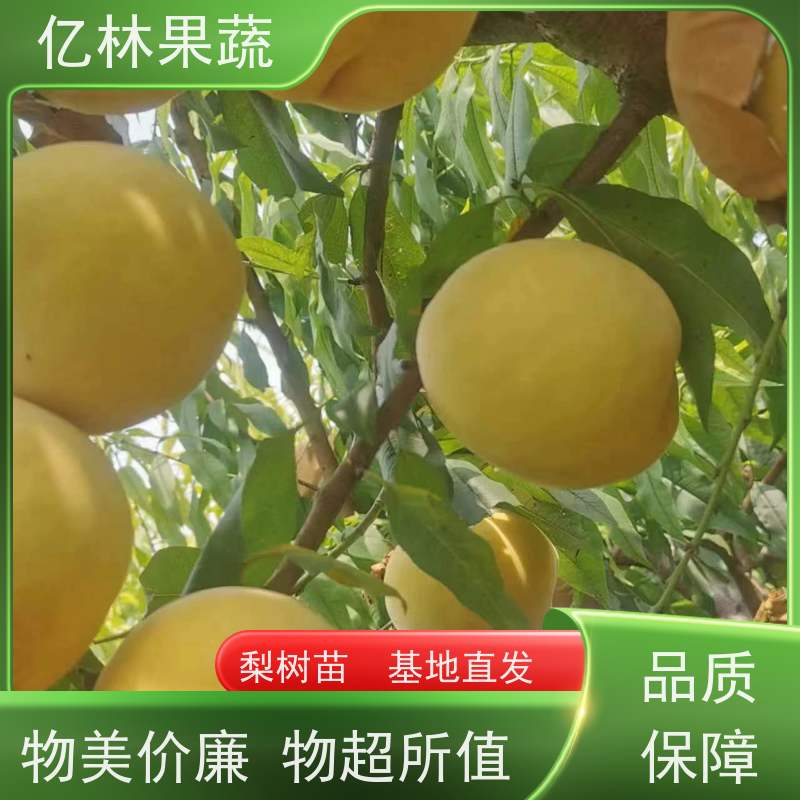 基地供应 根系饱满成活率高 南北方种植 香酥梨果树 绿宝石梨树苗