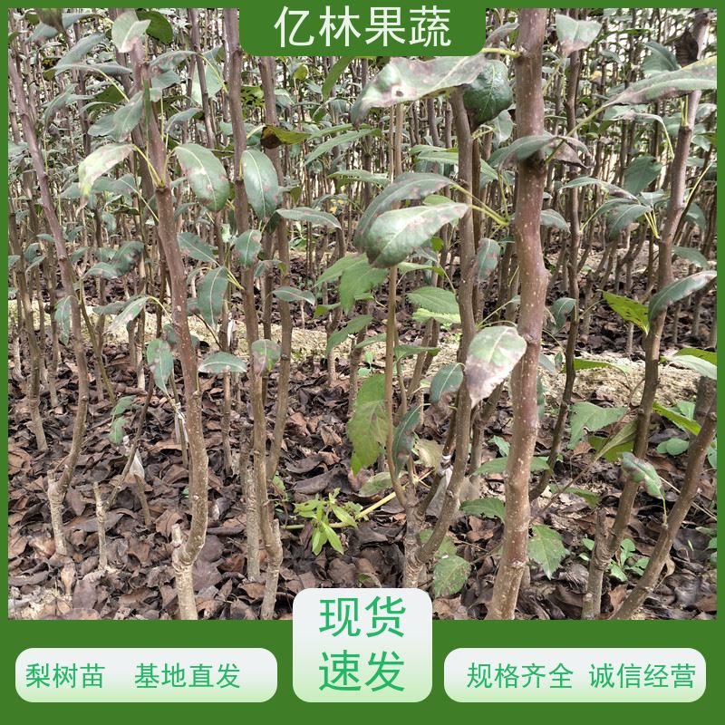 亿林苗木 成活率高 新农酥梨 现挖现发 红星梨树苗