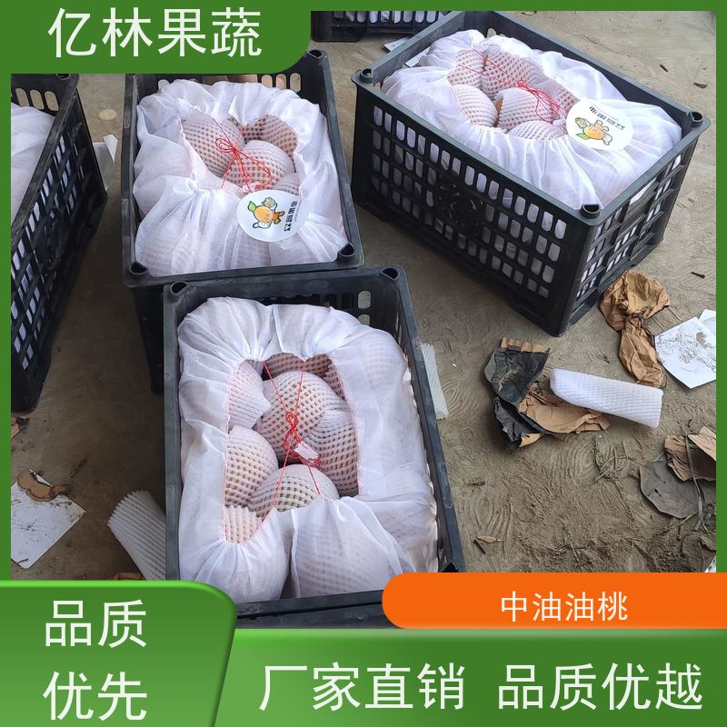 亿林苗木 秋彤桃 三公分现挖现发 品种齐全 成活率高