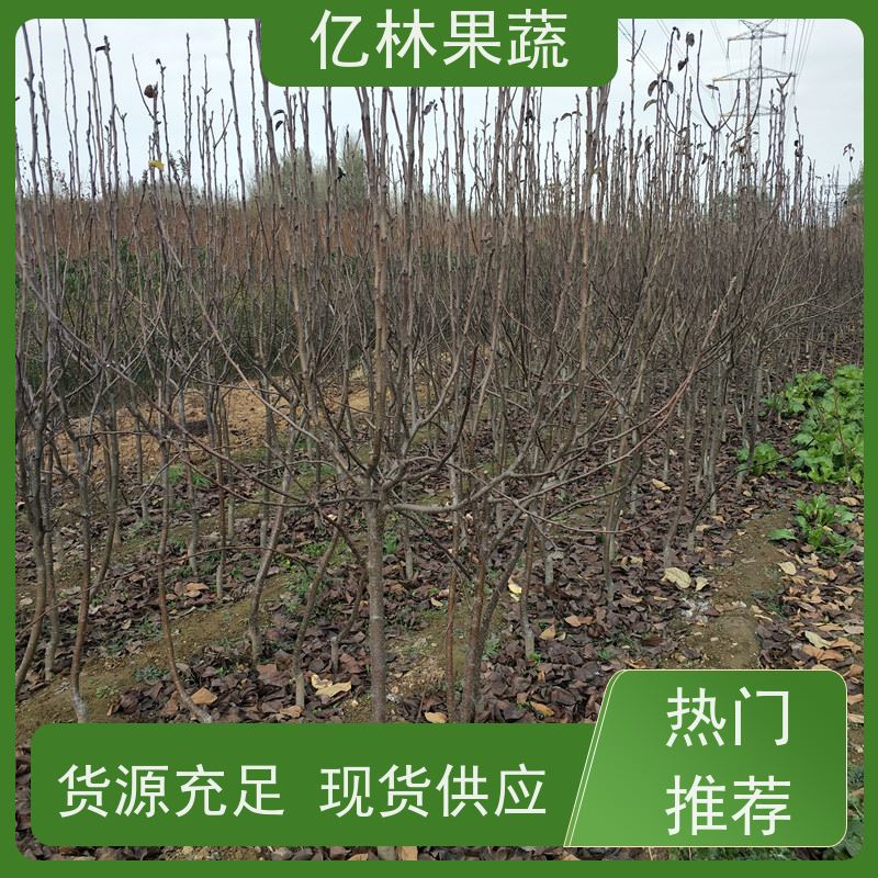 亿林苗木 基地培育 三公分现挖现发 品种齐全 绿宝石梨树苗