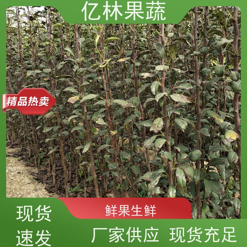 亿林苗木 果实饱满味道好 特产果树梨幼苗 奥红梨树苗