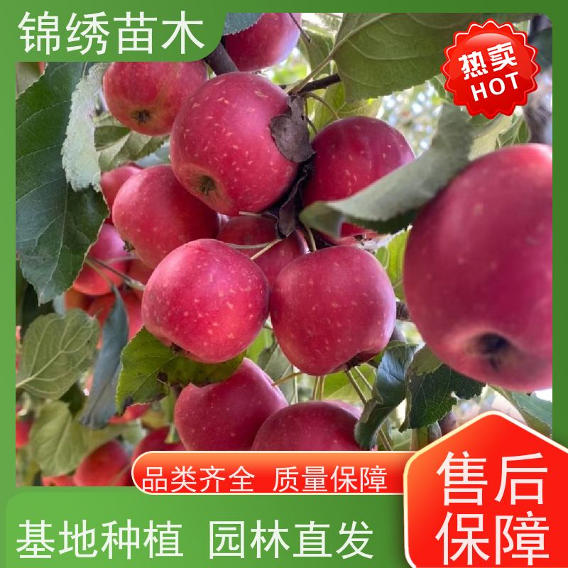 早熟富士苹果树苗 瑞 雪 秦脆 爱妃苹果苗 红斯尼克出售基地 品种优选