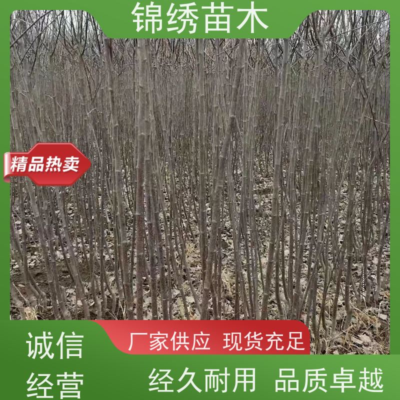 苹果树苗 新品种1-6公分 苹果苗 嫁接 组培 自根砧 品种齐全 看货挖苗