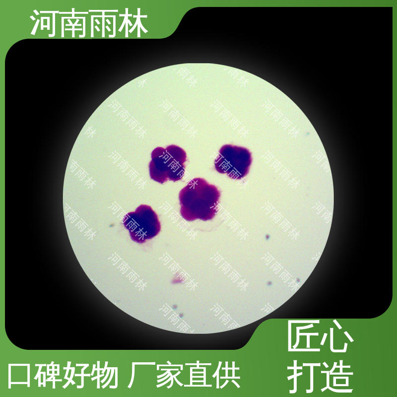 雨林教育工程 植物标本 性价比高 支持定做 质量保障