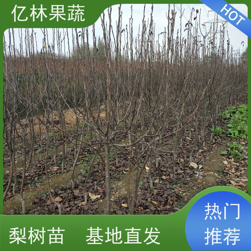 基地培育 黄桃苗 三公分现挖现发 品种齐全 成活率高