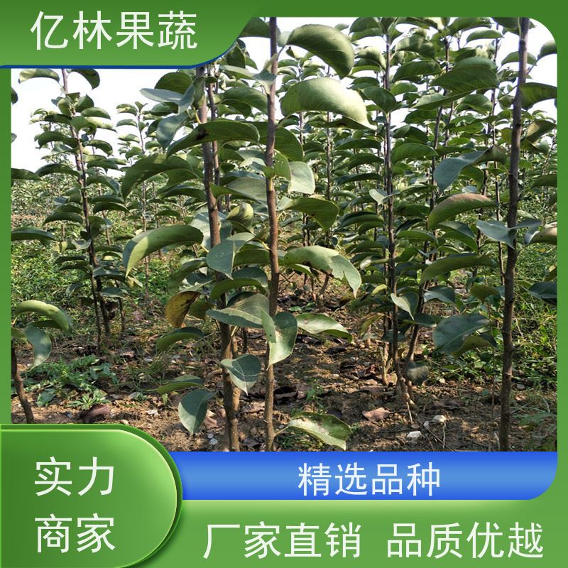 亿林苗木 根系饱满成活率高 新品种梨苗 香甜可口 八盘梨树苗