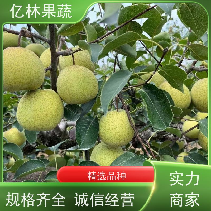 亿林苗木 绿宝石梨树苗 根系饱满成活率高 黄尊蜜梨 口感香甜