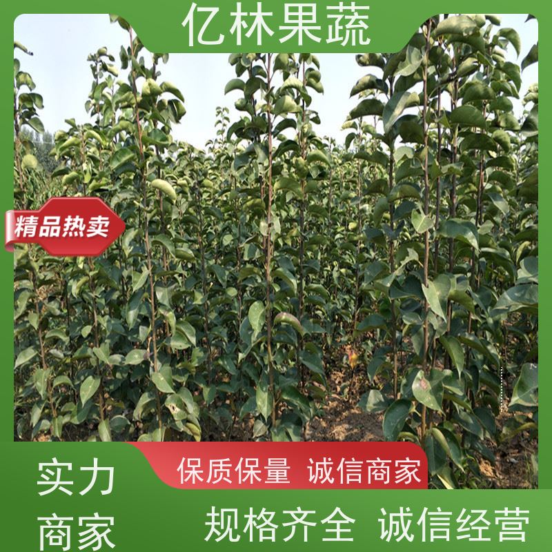 基地培育 秋彤桃 晚熟品种桃 口感脆甜 成活率高