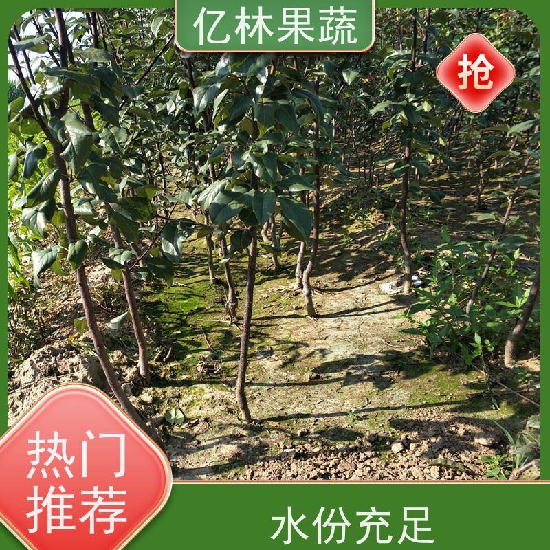 亿林苗木 黄桃苗 园林绿化果树苗 抗寒能力强 成活率高