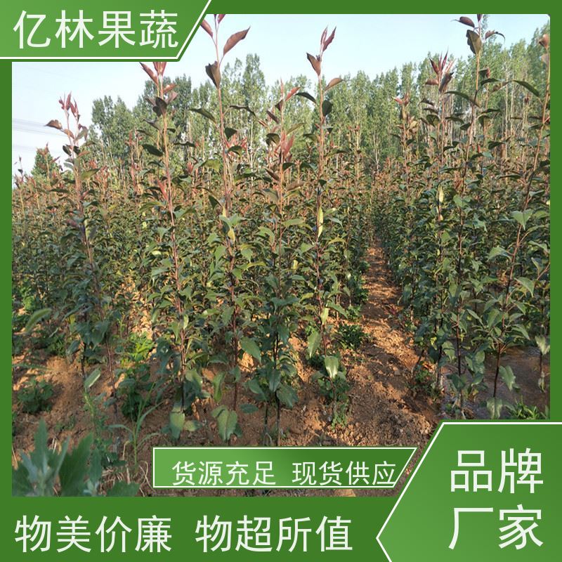 亿林苗木 黄桃苗 园林绿化果树苗 抗寒能力强 基地直发