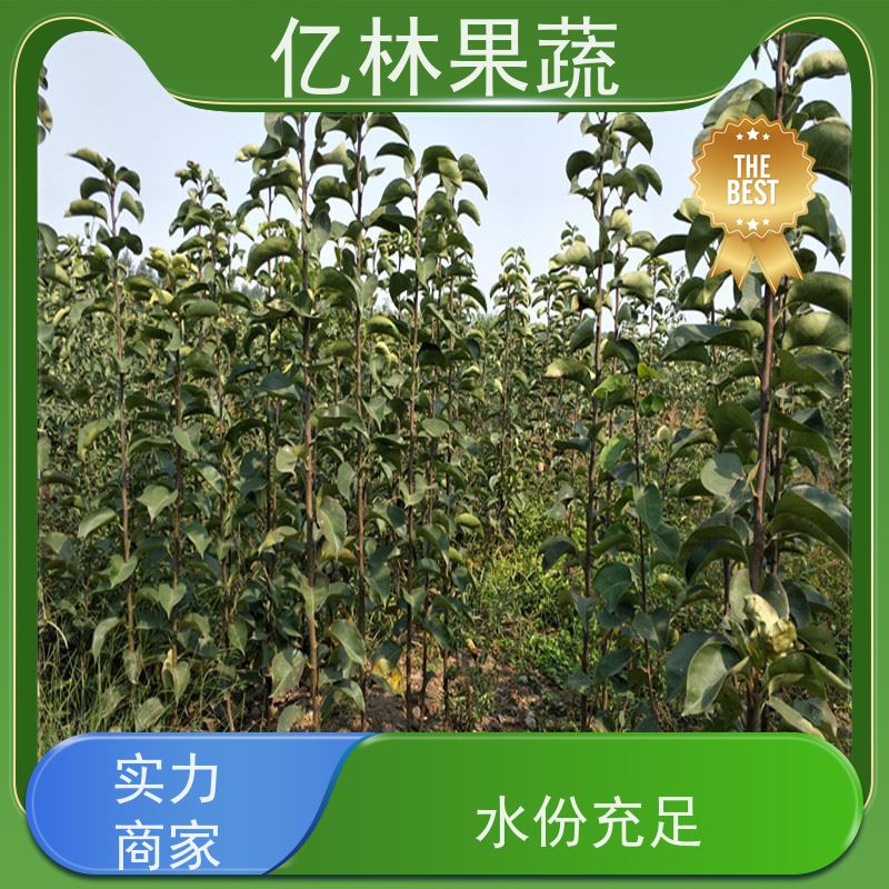 基地供应 园林嫁接桃苗 南北方种植 桃树果树苗 成活率高