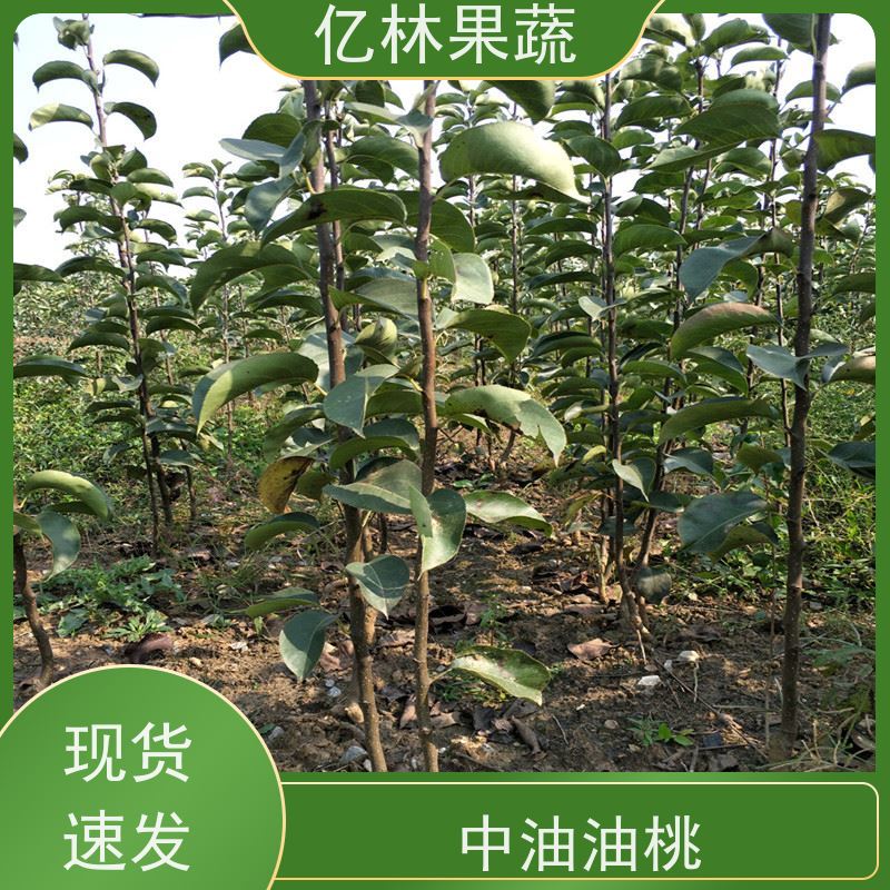 亿林苗木 早酥红梨苗 果实饱满味道好 特产果树梨幼苗