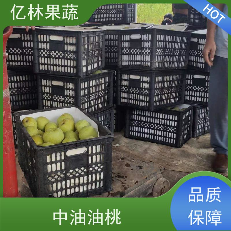 基地培育 果实饱满味道好 三公分现挖现发 品种齐全 七月酥梨树苗