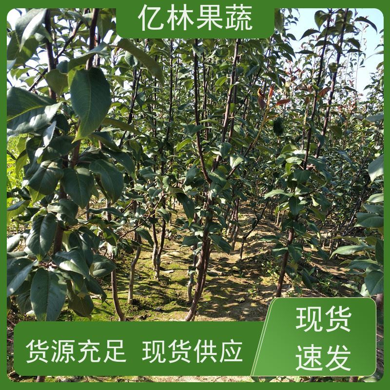 基地供应 成活率高 新农酥梨 现挖现发 红星梨树苗