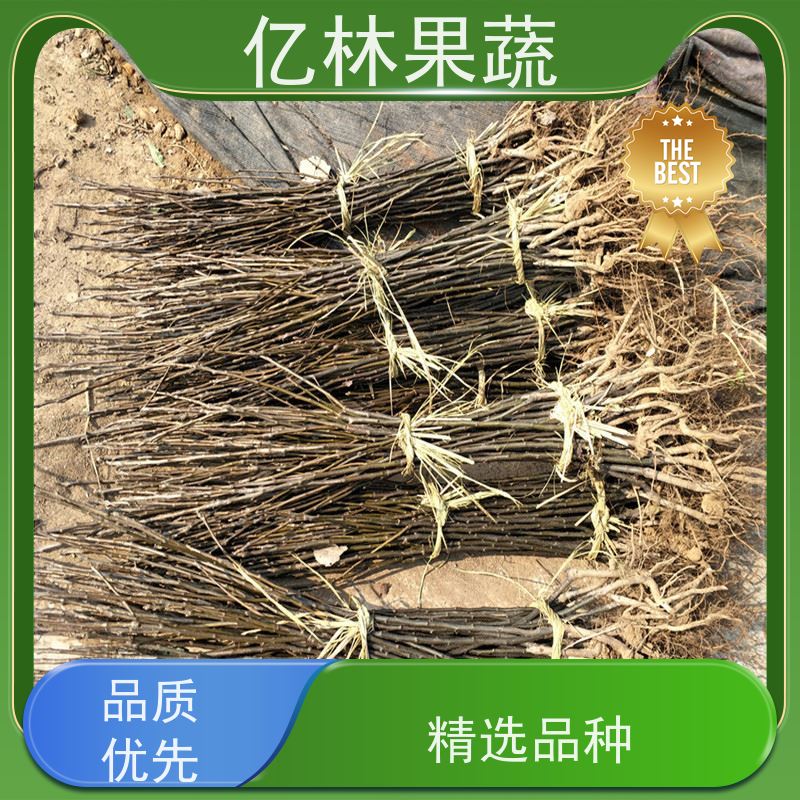 亿林苗木 根系饱满成活率高 南北方种植 香酥梨果树 红香脆梨树苗