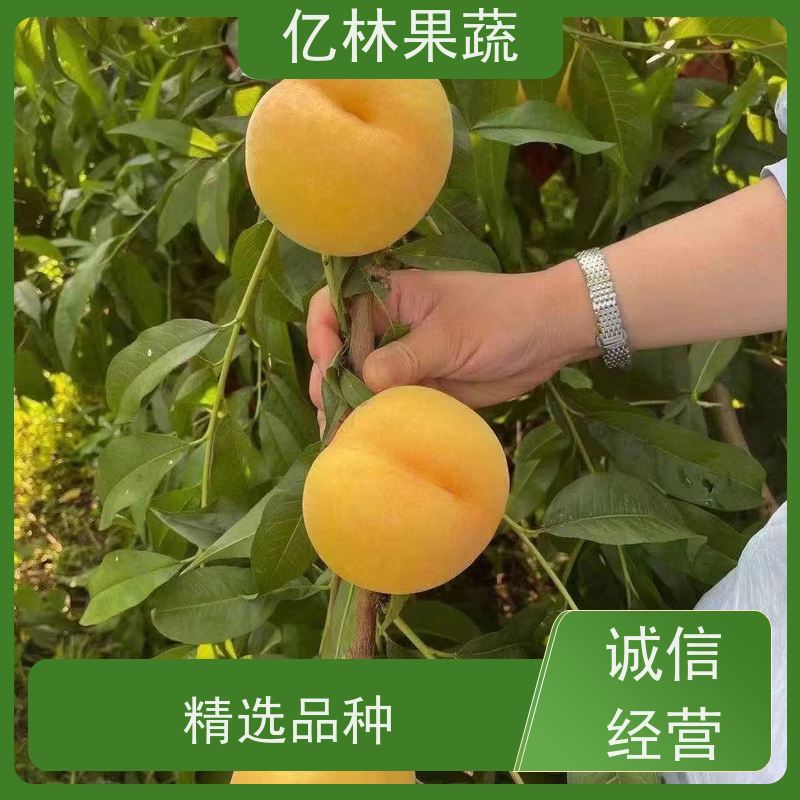 基地供应 成活率高 特产果树梨幼苗 中秋红梨树苗