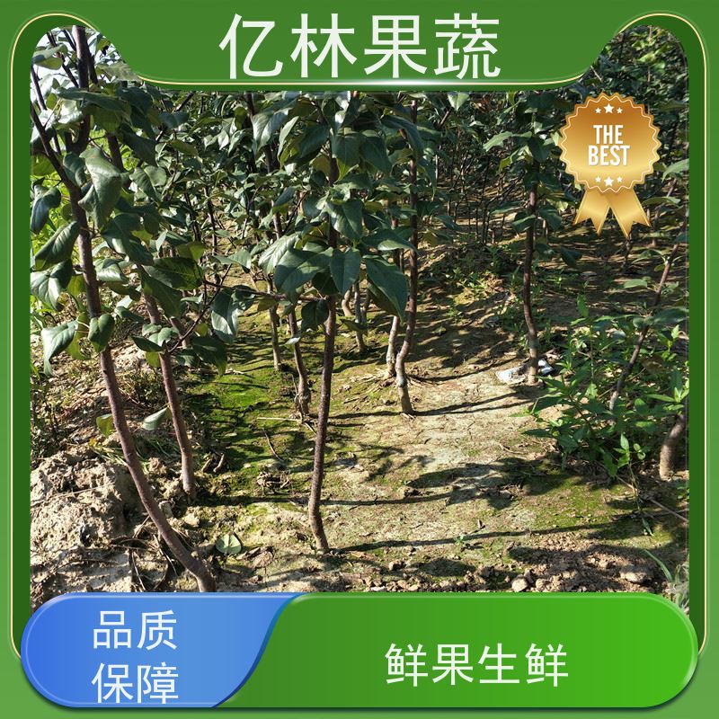 基地培育 油桃苗 园林绿化果树苗 抗寒能力强 成活率高