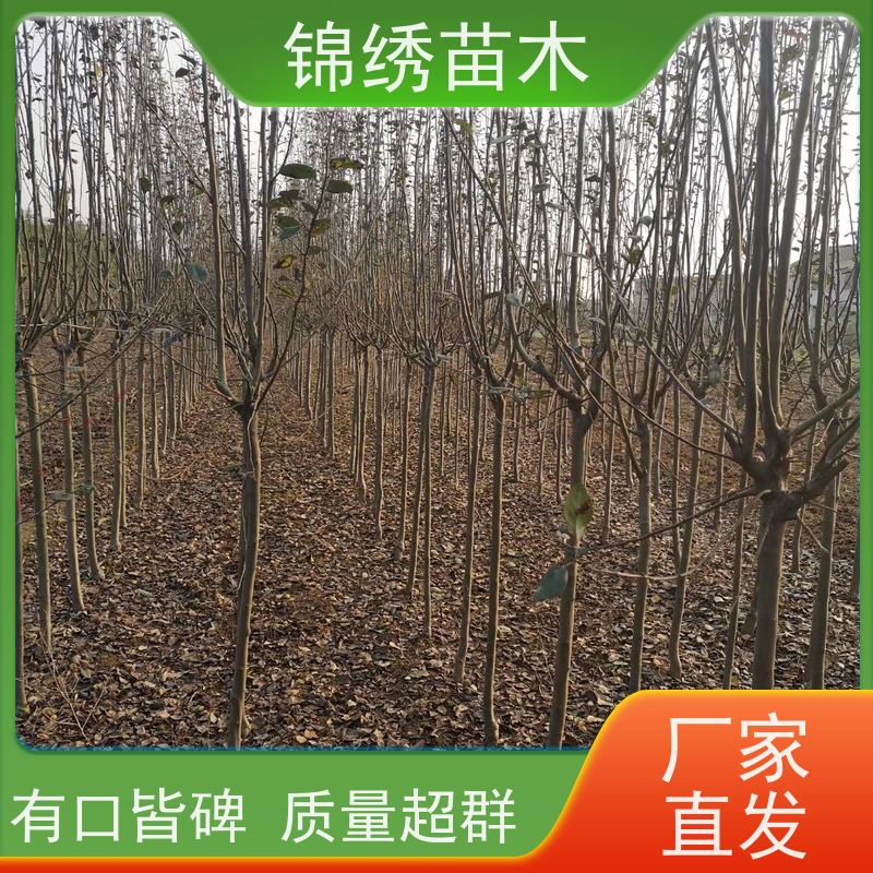 嫁接双矮苹果苗 脱毒爱妃 众城3号 秦脆 中间砧组培苹果树苗 果子脆甜