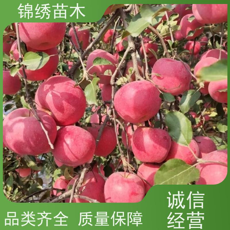 1-5公分苹果树苗 秦脆 瑞香红 众城3号苹果苗 植株健壮 商品果率高效益
