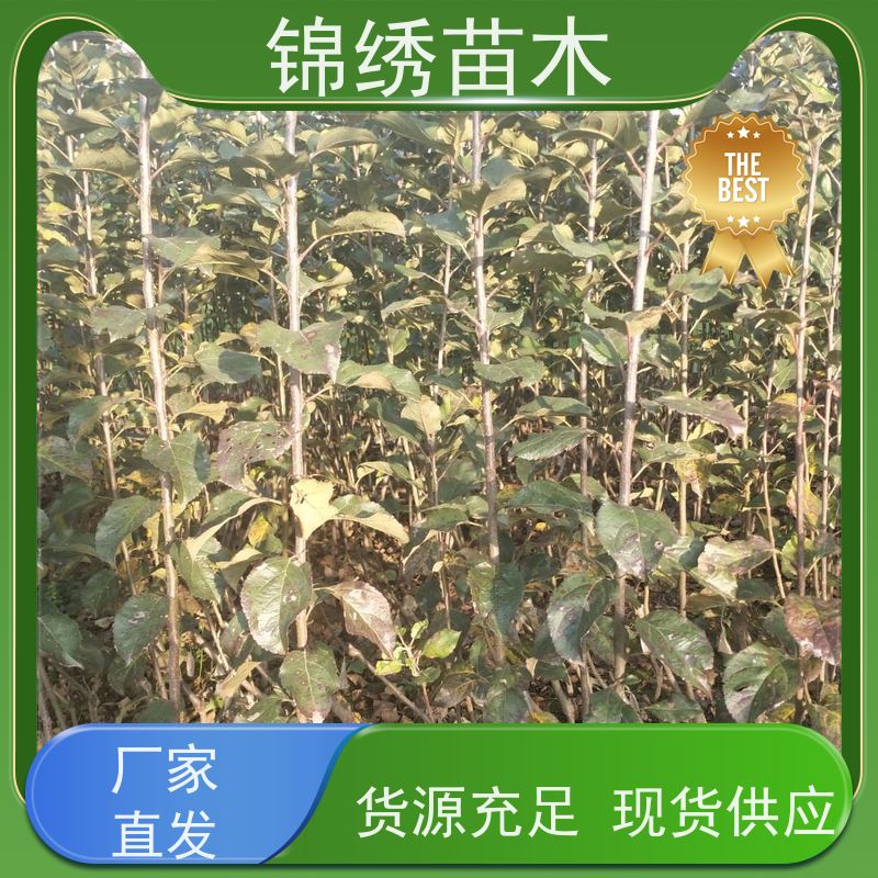 1-5公分瑞雪苹果树苗 植株健壮 经济林果 秦脆苹果苗 矮化组培自根砧