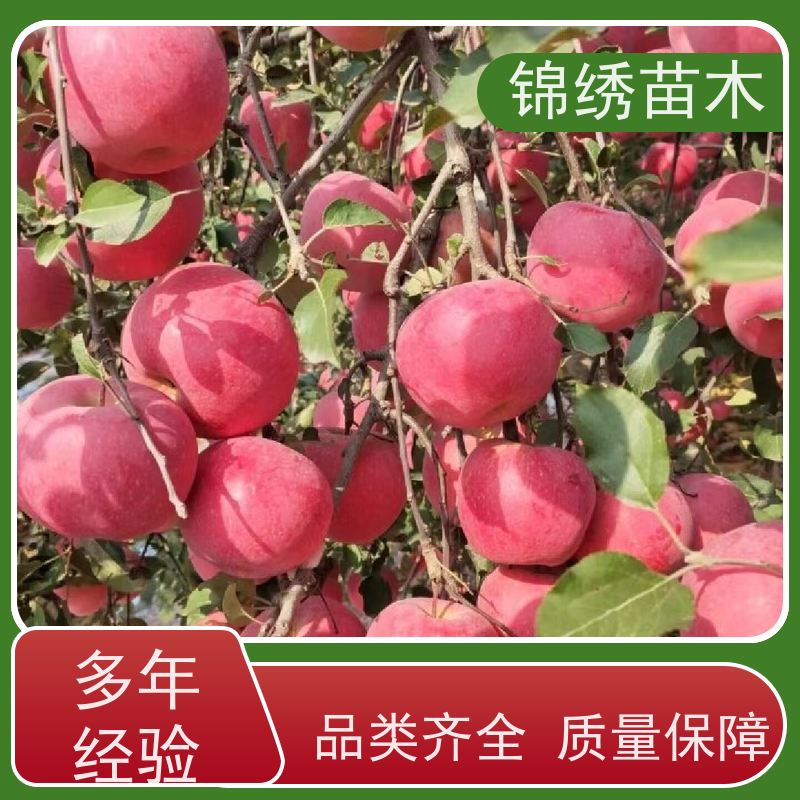 批发 红斯尼克苹果苗 秦阳 鲁丽苹果树苗 早熟丰产耐运存 自然着色全红